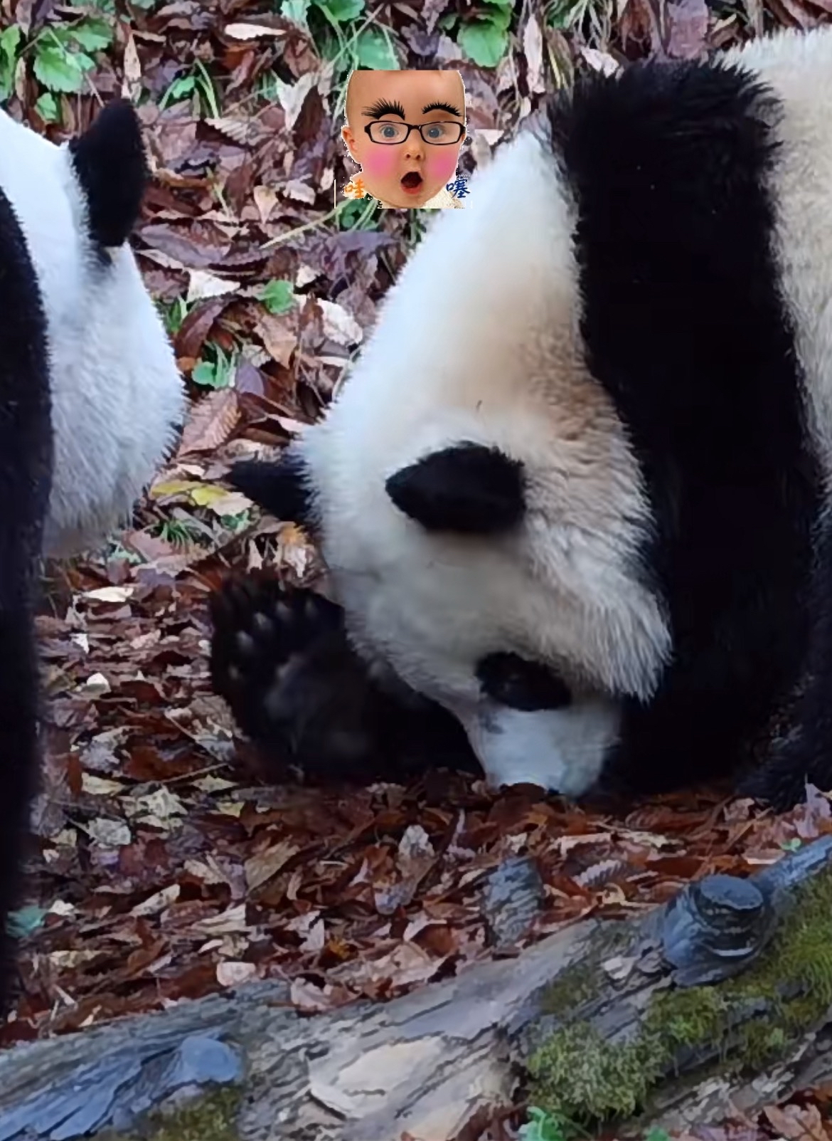 包含熊猫热情逆袭灰熊，和谐小加+的词条